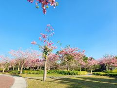 -风云岭森林公园