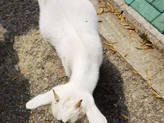 -同里湖度假村(二期店)
