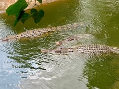 -海南热带野生动植物园