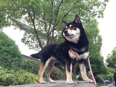 -柏萃动物医院·骨科·牙科