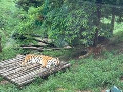 -大连森林动物园