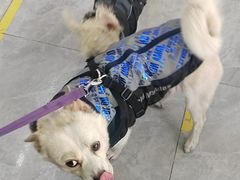 -pd派德宠物中心医院24H急重症·眼科中心·血液透析中心(嵩山北路店)