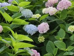 -上海共青森林公园