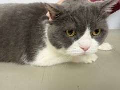 -瑞派康怡24h宠物医院·犬猫医疗中心·微创绝育(瑞景分院)