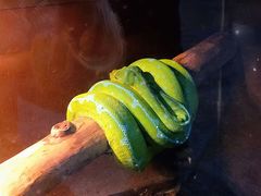 -上海大自然野生昆虫馆(东方明珠·爬宠昆虫探索中心)