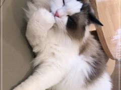 -猫腻·猫咖·撸猫馆(星光大道店)