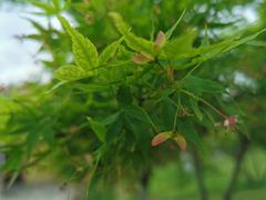 -杭州湾海上花田景区