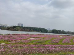 -海珠湖公园
