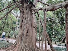 -中国科学院西双版纳热带植物园