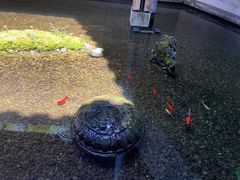 -几荷·恰似故人来(秀水广场店)
