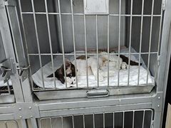 -派特宠物医院(圆融广场店)