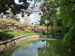 -嘉定紫藤园