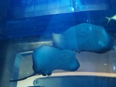 -乐从天佑城海洋馆