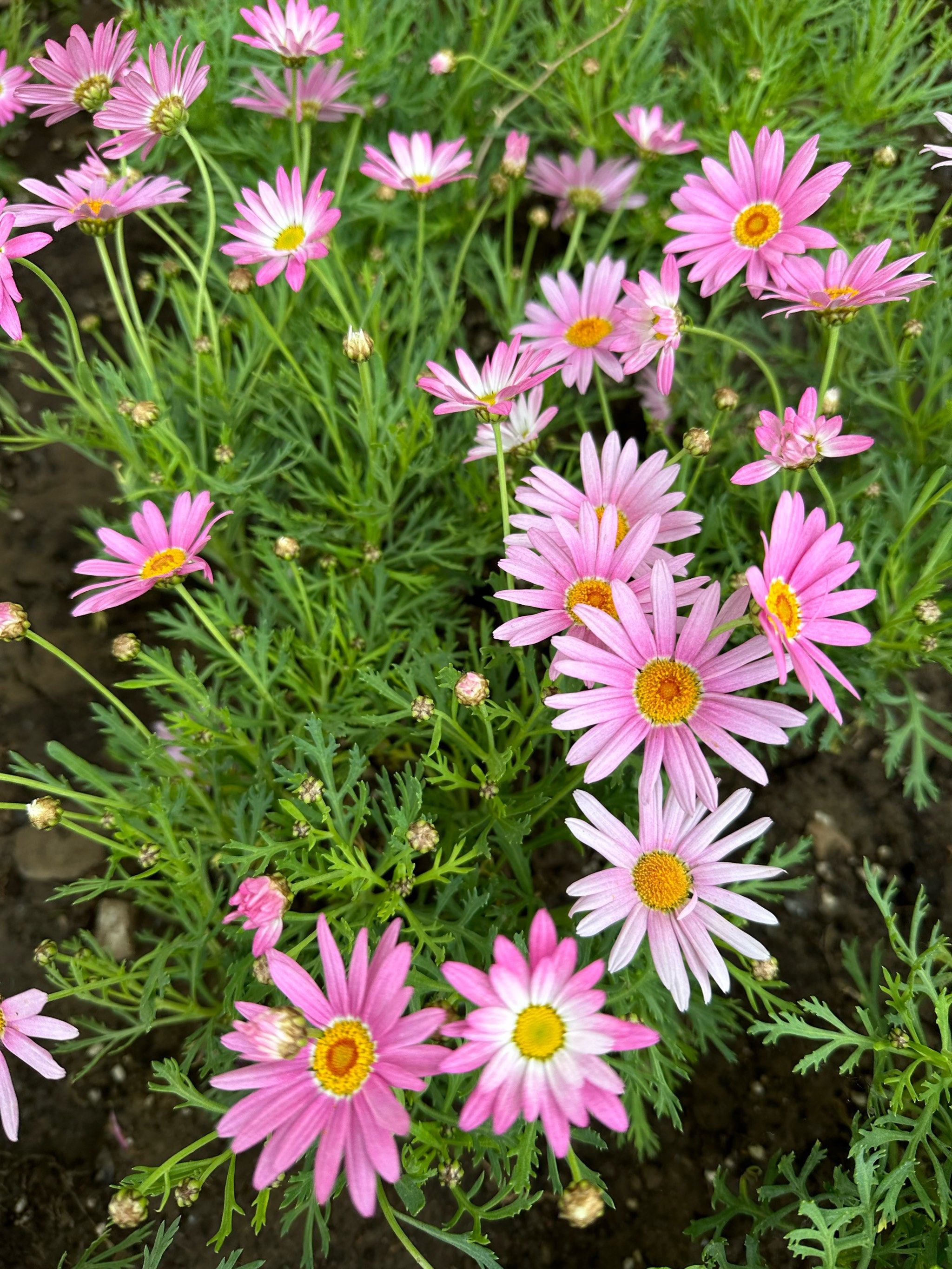 天天领红包好看的小雏菊,真是养眼