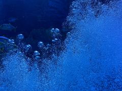 -芜湖新华联大白鲸海洋公园
