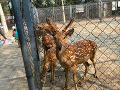 -长白岛森林公园