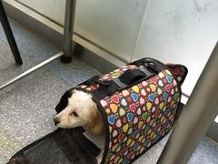 -美联众合动物医院·24h京西诊疗中心