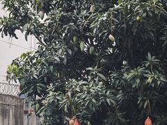 -深圳野生动物园
