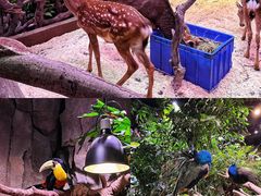 -正佳雨林生态植物园