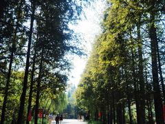 -日照海滨国家森林公园