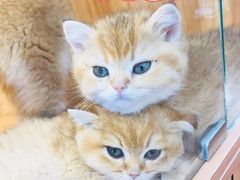 -猫十亿·布偶金渐层·曼基康矮脚猫舍(青年路店)