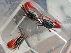 -华声天桥民俗文化园