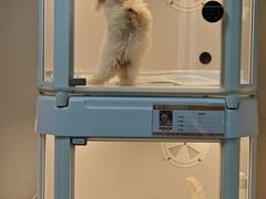 -翊宠yipet猫狗购宠庄园