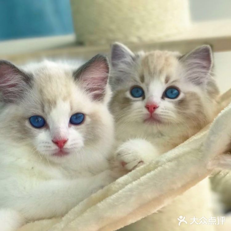 山猫绝对不是传统线，但是好多山猫却是传统型