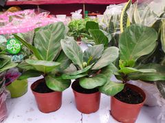 -秦美花卉(天朗·莱茵小城2期店)