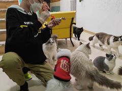 -猫在这儿猫咪咖啡馆·撸猫馆