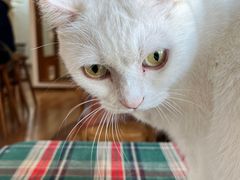 -有猫主题·治愈系猫咖(曾厝垵店)