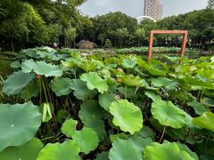 -陈家山荷花公园