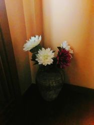 -虎杖传说·还元生活馆