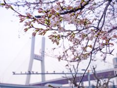 -上海南浦大桥长途旅游客运站