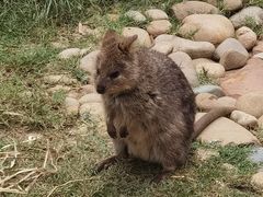 -费瑟代尔野生动物园