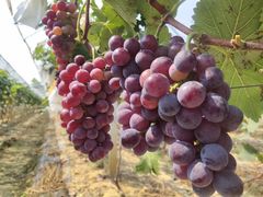 -南门山森林公园阳光生态葡萄园