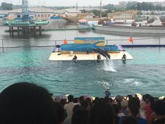 -秦皇岛乐岛海洋王国