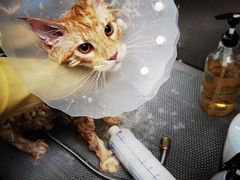 -北京观赏动物医院·24小时大型综合·猫专科·异宠专科