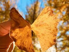 -天津东丽湖风景区