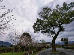 -龙坞茶村