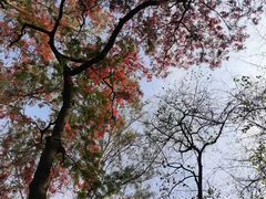 -攀枝花公园