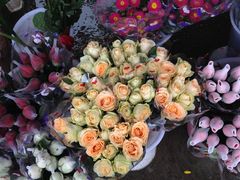 -三圣花乡旅游区