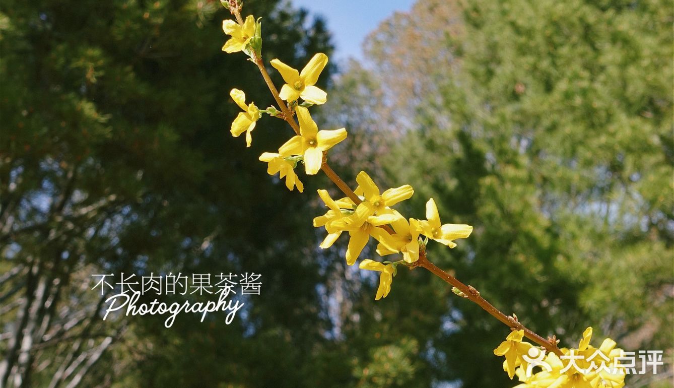 果茶春游 | 天坛的四月：花都开好了🌸