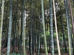 -张鸟园农家乐(张鸟园店)