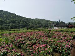 -龙寺生态园