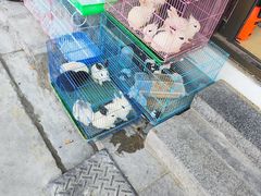 -花鸟鱼虫鲜花绿植市场(玉泉路店)