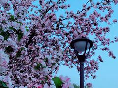 -海棠花溪(元大都城垣遗址公园)
