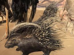 -陕西自然博物馆