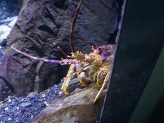 -悉尼海洋生物水族馆