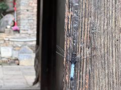 -安顺旧州古镇